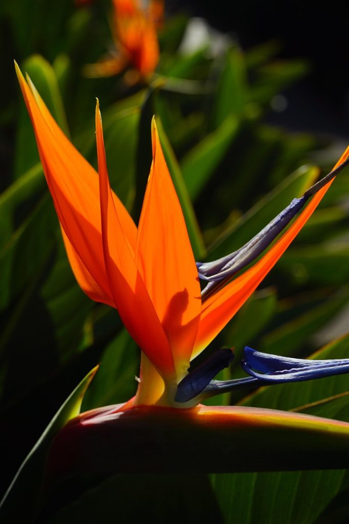 bird of paradise flower, flower, blossom, bloom, red, yellow, blue, multicoloured, beautiful flowers, coloured, colorful, strelitzia orchids, king caudata, nature, queen caudata, caudata, strelitzia, flower background, caudata greenhouse, strelitziaceae, flower wallpaper, ornamental plant